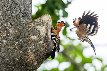 A pair of African hoopoes returning to nest with food during breeding season in Moremi Game Reserve, Botswana © adamikarl
