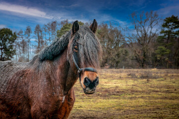 Brauner Pferdekopf mit Halfter im Portrait. © michaelstephan