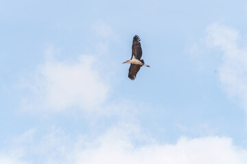 Soaring Marabou Stork (Leptoptilos crumenifer) over Tarangire National Park.