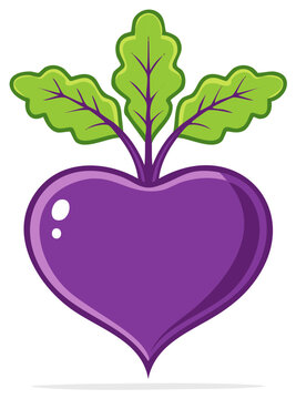 Heart shaped beetroot vegetable with green leaves vector illustration