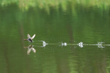 A bird leaping on the lake