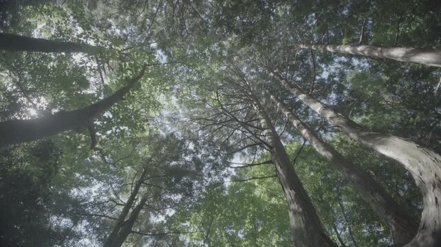 Cinematic upward view of sunlight through forest trees, calm mystical nature
