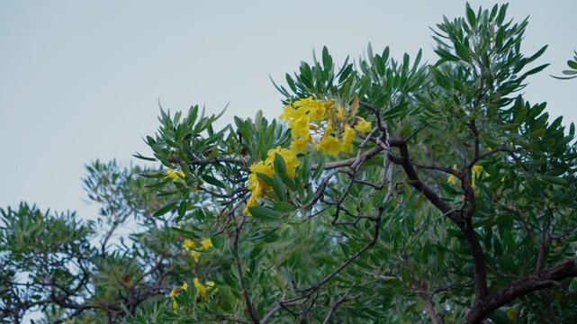Yellow oleander flowers blooming on green branches in tropical garden, vibrant yellow blossoms with lush foliage, natural beauty scene, peaceful outdoor environment, floral and nature concept