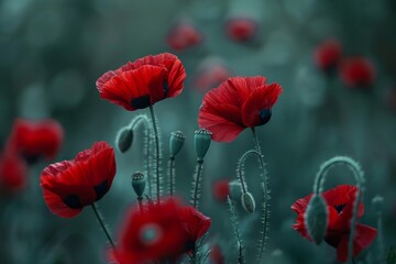 Obraz premium Beautiful red poppies blooming in a summer meadow, creating a stunning floral nature background