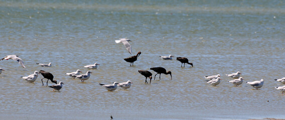 A view from Manyas Lake Bird Sanctuary in Balikesir, Turkey.