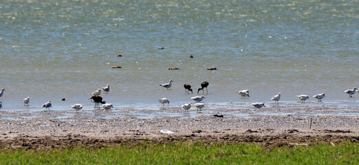 A view from Manyas Lake Bird Sanctuary in Balikesir, Turkey.