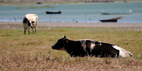 A view from Lake Manyas in Balikesir, Turkey.
