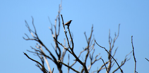 A view from Manyas Lake Bird Sanctuary in Balikesir, Turkey.