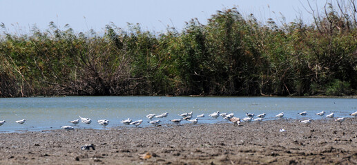 A view from Manyas Lake Bird Sanctuary in Balikesir, Turkey.