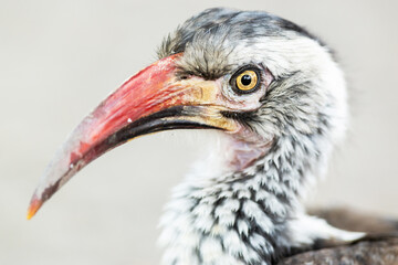 Closeup portrait of Northern red-billed hornbill with shallow depth of field, shot in Moremi Game Reserve, Botswana © adamikarl