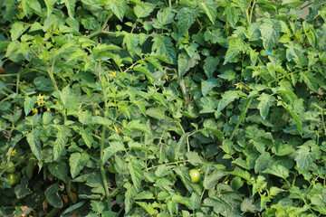 Fototapeta premium Healthy tomato plant with green leaves Vector