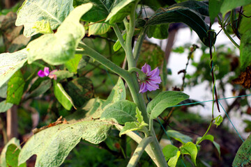 Obraz premium Vibrant purple flower on green plant Vector