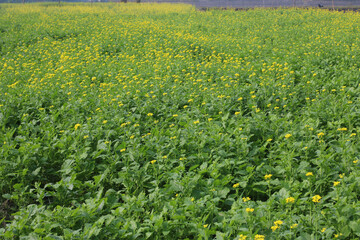 Vibrant field of yellow flowers Vector