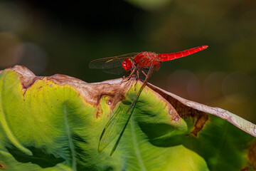 red dragonfly on a green leaf	
