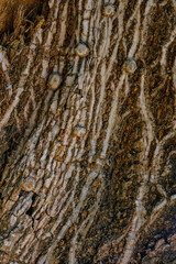 texture of the bark