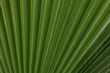 close up of palm leaf