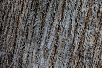 bark of a tree close up
