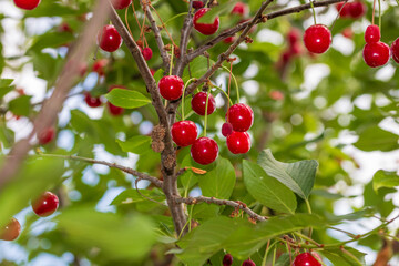 Obraz premium Red and sweet cherry berries