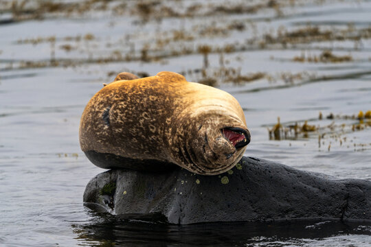 close-up view of a seal at Ytri Tunga Beach on the Snaefellsnes Peninsula in Iceland