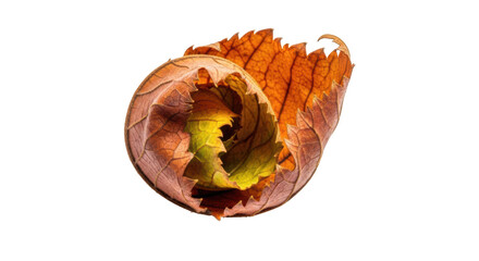 Close up of a curled dried autumn leaf with serrated edges and visible veins in shades of brown orange and green against a black background