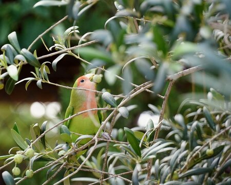 Close up of a peach-faced lovebird parrot harvesting a fresh olive from a Mediterranean tree.