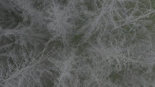 Top down cinematic aerial view of a white forest, mystical abstract nature
