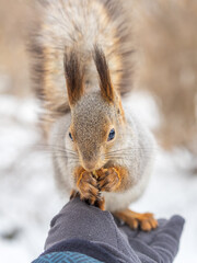 Fototapeta premium Squirrel eats nuts from a man's hand. Caring for animals in winter or autumn.
