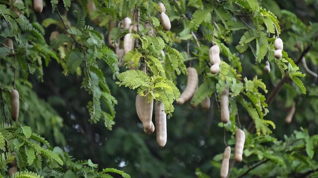 Raw tamarind fruit with green leaves hanging on tree.