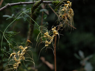 Fototapeta premium Clematis recta flowers are magnificent even as they fade