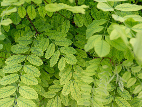 Lush foliage of black locust tree