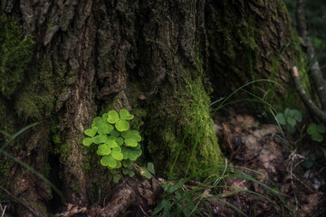 Fototapeta premium Fresh green clover growing at the base of an old moss-covered tree in a forest. Soft natural light, calm atmosphere, symbol of nature, growth and serenity.