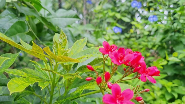 Closeup view of red Peregrina flower surrounded by lush green leaves in home garden