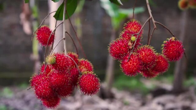 ripe rambutan on a tree swaying in the wind