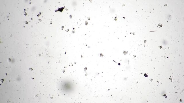Microbiology Background: Cells and Bacteria in Microscopic View