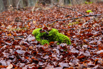 Bright green moss growing on forest floor surrounded by fallen autumn leaves