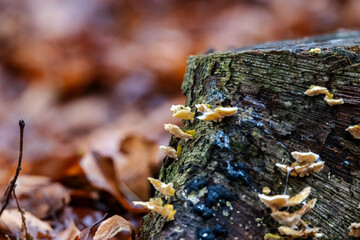 Decaying tree stump with small bracket fungi growing on old wood