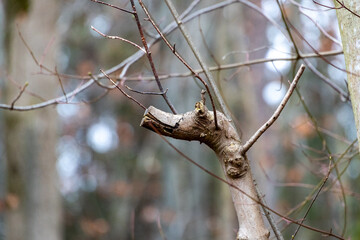 Pruned tree branch with cut stub and bare twigs in winter forest