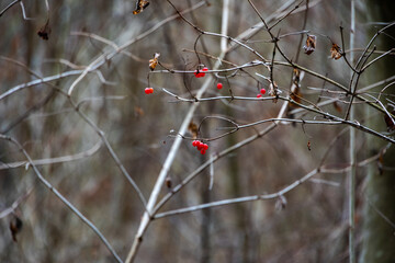 Small red berries hanging on bare branches in quiet winter woodland