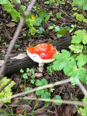 This high-angle close-up captures a stunning Fly Agaric (Amanita muscaria) mushroom with its iconic bright red cap and white spots, growing nestled against a dark, fallen log on a damp forest floor