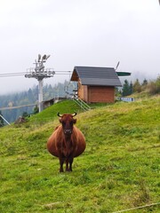 This unique photograph captures a large brown cow standing on a lush green slope in a mountainous region. In the background, a rustic wooden cabin and a ski lift tower are enveloped in a soft