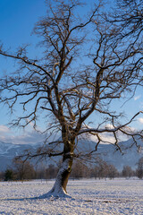 single tree in winter in evening light with clouds and blue sky in a rural area and natural preserve in Lauterach in Vorarlberg Austria