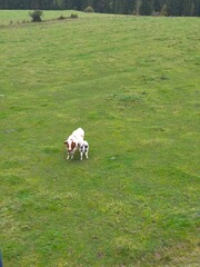 This high-angle vertical shot captures a peaceful moment between a brown and white mother cow and her small calf in an expansive green pasture. The composition emphasizes the scale of the rural