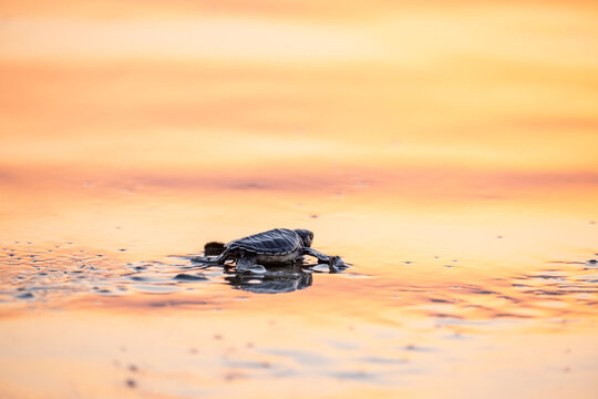 Baby sea turtles walking to the sea &ndash; Loggerhead (Caretta Caretta) and Green Turtle