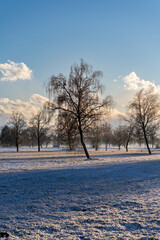 trees in winter in evening light with clouds and blue sky in a rural area and natural preserve in Lauterach in Vorarlberg Austria