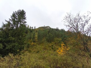 This atmospheric landscape photograph captures a lush hillside during the transition into autumn. The composition features a dense mixture of evergreen conifers and deciduous trees showing early fall