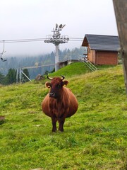 This captivating vertical shot features a robust brown cow positioned centrally in a vibrant green mountain pasture. The background reveals a peaceful alpine setting with a stationary ski lift, a