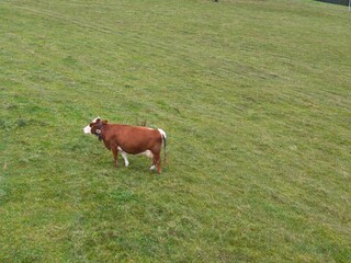 This high-angle photograph features a single brown cow with a white face standing calmly in a wide expanse of vibrant green pasture. The minimalist composition uses the vast grassy slope as a natural