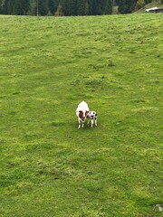 This high-angle vertical shot captures a serene moment in the countryside, featuring a brown and white cow standing alongside her young black and white calf. They are positioned in the center of a