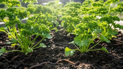 Obraz premium Vibrant green parsley growing in sunlit garden with earthworms