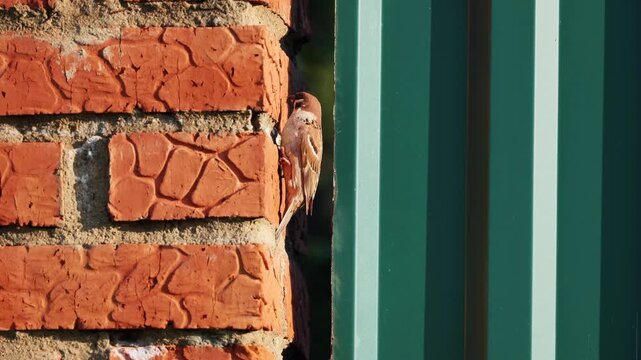 Sparrow perching on a weathered brick wall next to a green metal fence